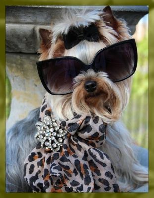 ropa ala moda para perros