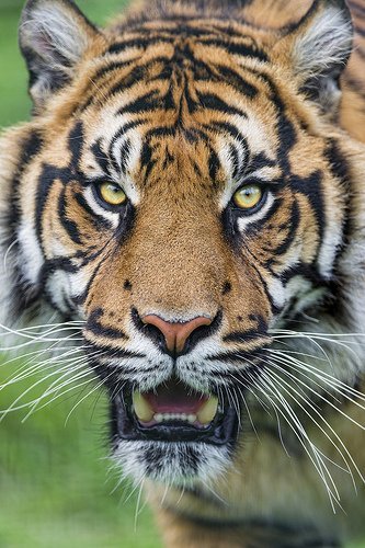 senior care franchisees need to be sales tigers