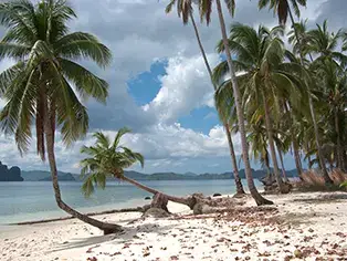 HeroPage-Corong_Corong_Beach,_Coconut_palm_trees,_El_Nido,_Palawan_Island,_Philippines(314x236)