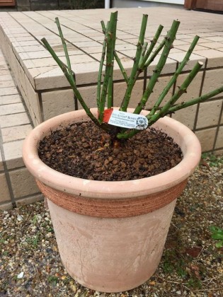 バラ苗の植え付けが完成