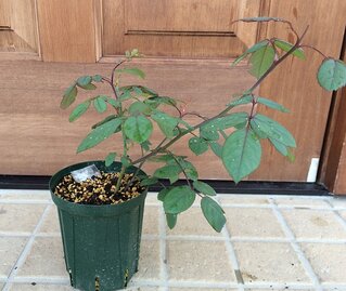 レディエマハミルトン鉢植え1
