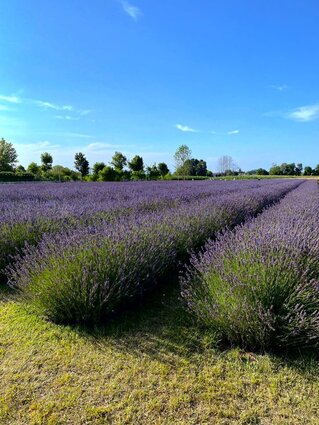 Lavanda del Brenta, un lugar insólito en Veneto