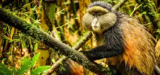 Golden Monkey in Volcanoes National Park