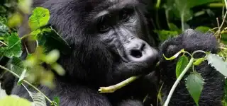 Gorilla Trekking in Volcanoes National Park Rwanda