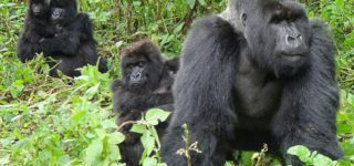 4 Days Bwindi Gorillas and Rwanda Golden Monkey Trekking Tour