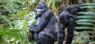 Mountain Gorilla Trekking in Uganda and Rwanda