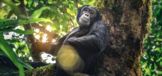 7 Days Uganda Safari