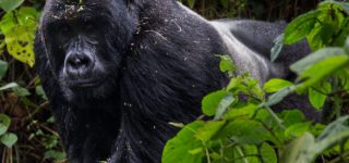 Mountain Gorilla Trekking in Uganda and Rwanda