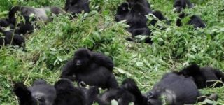 Gorilla families in volcanoes national park