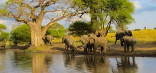 6 Days Tanzania Luxury Wildlife Safari