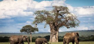 All About Tarangire National Park