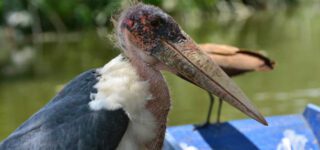 3 Days Birding Safari in Lake Mburo National Park