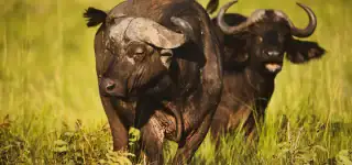10 Days Best Uganda Safari Without Gorillas