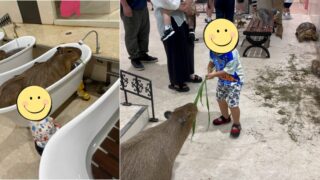 アニタッチお台場でカピパラに触れる子供。柵のないエリアで直接触れ合い体験