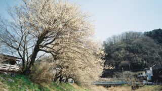 駒木野公園と高尾梅郷遊歩道の梅が綺麗でした！