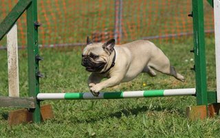 The Boston Terrier Versus The Pug. Boston Terrier Society.