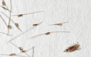 lice nits on a paper towel