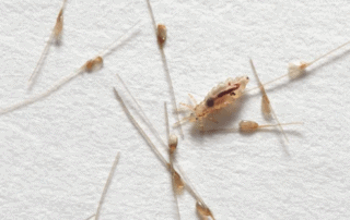 what do lice look like