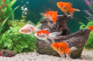خلفيات احواض سمك.