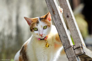 猴硐猫村