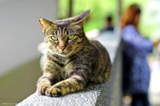 猴硐猫村