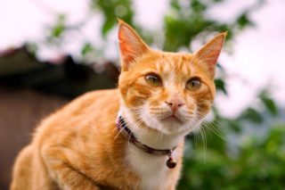 猴硐猫村