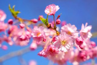 市民の森
