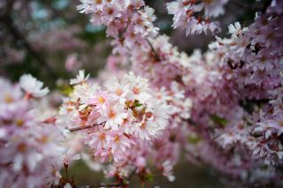 市民の森