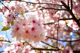 市民の森