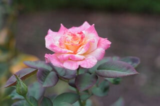 FUJINON 50mm F1.4