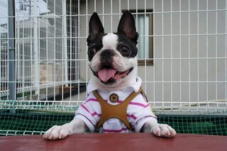 The Boston Terrier Versus The Pug. Boston Terrier Society.