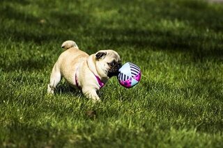 The Boston Terrier Versus The Pug. Boston Terrier Society.