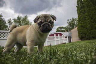 The Boston Terrier Versus The Pug. Boston Terrier Society.