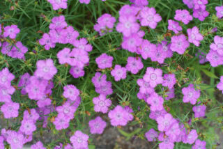 Hexanon AR 57mm F1.2