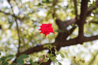 G.ZUIKO AUTO-S 55mm F1.2