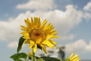 G.ZUIKO AUTO-S 55mm F1.2