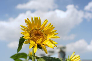 G.ZUIKO AUTO-S 55mm F1.2