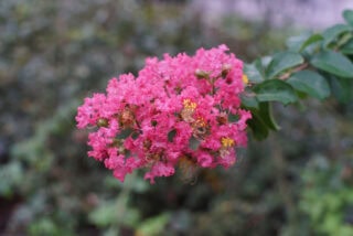 FUJINON 50mm F1.4