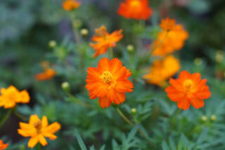 FUJINON 50mm F1.4