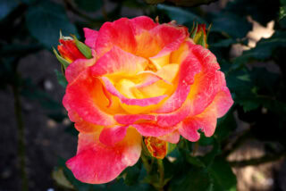 Makro-Planar T* 60mm F2.8 C