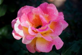 Makro-Planar T* 60mm F2.8 C