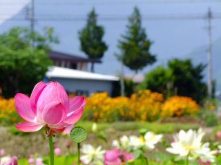 蓮畑