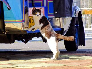 Tuk Tuk ツーリング