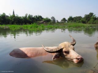 Ayutthaya Floating Market