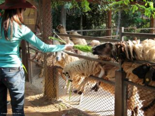 Farm Chokchai