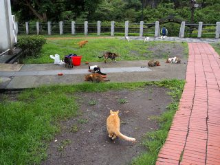 猴硐猫村