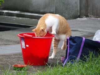 猴硐猫村