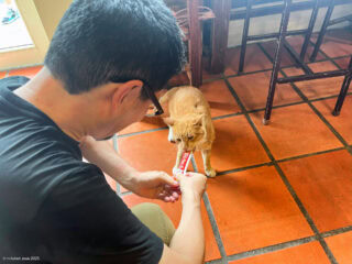 猴硐猫村