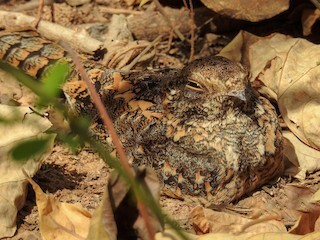 Standard-winged Nightjar