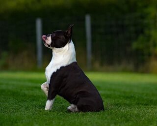 The Boston Terrier Versus The Pug. Boston Terrier Society.